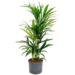 Kentia palm forsteriana bunbury hydrocultuur plant