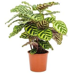 Calathea makoyana kamerplant