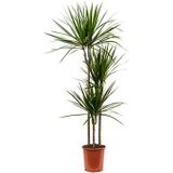 Dracaena marginata M kamerplant