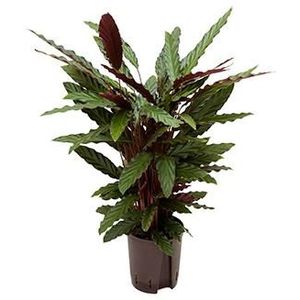 Calathea rufibarba wavestar hydrocultuur plant