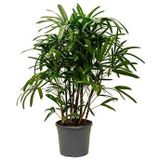 Rhapis excelsa L bamboepalm kamerplant