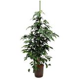 Ficus danielle M hydrocultuur plant