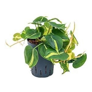 Philodendron grand brasil hydrocultuur hangplant