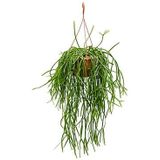 Rhipsalis trigona hangplant