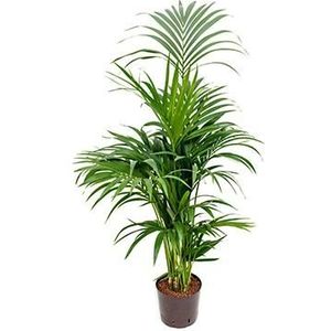 Kentia palm forsteriana pureba hydrocultuur plant