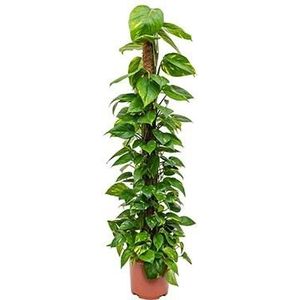 Scindapsus epipremnum aureum mosstok 150 kamerplant