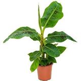 Bananenplant musa dwarf cavendish S kamerplant