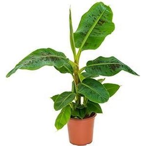 Bananenplant musa dwarf cavendish S kamerplant