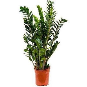 Zamioculcas zamiifolia S kamerplant