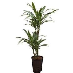 Dracaena deremensis tulua hydrocultuur plant