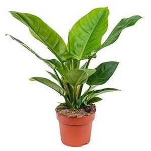 Philodendron imperial green S kamerplant