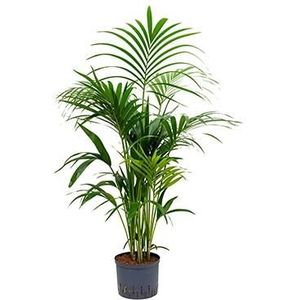 Kentia palm forsteriana yamba hydrocultuur plant