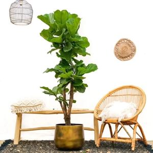 Ficus Lyrata Vertakt - Vioolbladplant - Potmaat 30