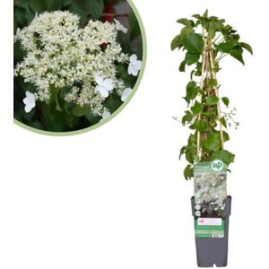 Hydrangea Petiolaris - Klimhortensia - Potmaat 15