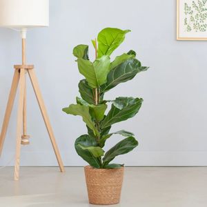 Ficus Lyrata - Vioolbladplant - Potmaat 21