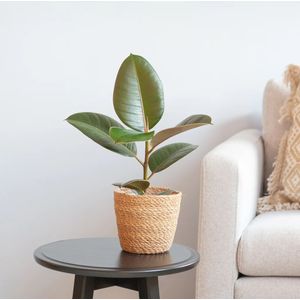 Ficus Elastica - Rubberplant - Potmaat 12