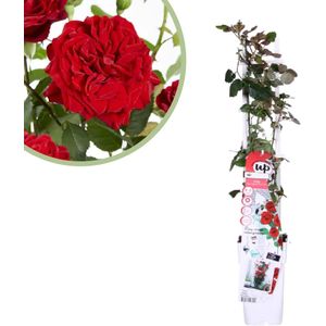 Rosa Crazy in love Red - Rode Klimroos - Potmaat 15