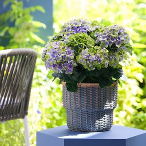 Tuinhortensia Magical Amethyst (blauw/paars) - Potmaat 23