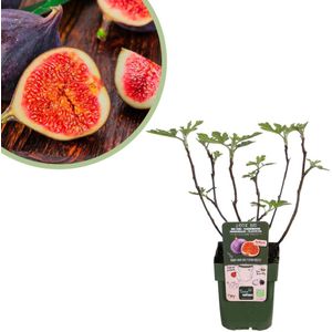 Ficus Gustissimo Perretta - Vijgenboompje Bio - Potmaat 13