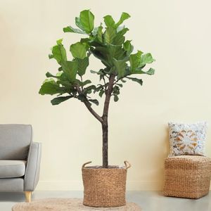 Ficus Lyrata - Vioolbladplant - Potmaat 30