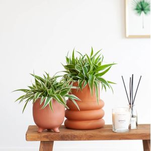 Chlorophytum Comosum Duo - Potmaat 12