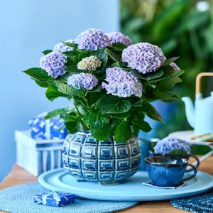 Hortensia Magical Revolution Blauw (Kamerhortensia) - P 14 cm