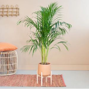 Dypsis Lutescens - Goudpalm - Potmaat 21