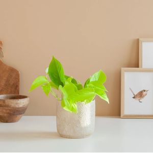 Scindapsus Neon - Epipremnum 'Golden Pothos' - Potmaat 12