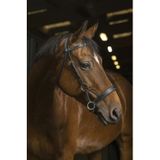 Trensen Reiten Norton Pro Side-Pull