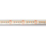 RANA LED - 4 x 1.3 m - 300 leds - warmwit - transparante kabel - 24 V