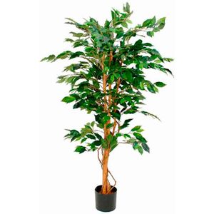 Ficus Benjamina 150cm excl. sierpot