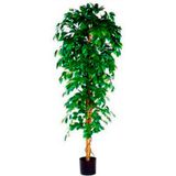 Ficus Benjamina 210cm excl. sierpot