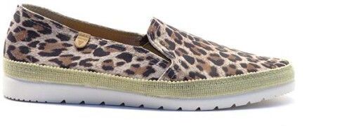 Verbenas - Leopardo Pequeno - Instappers - Leopardo