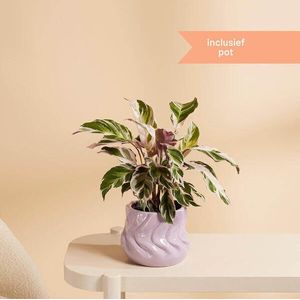 bloomon - Striking Calathea & lila pot