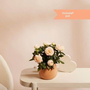 bloomon - Forever Rose & roze pot