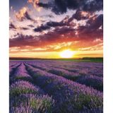 Marmony 500W Infrarot-Heizung Motiv "Lavendel"