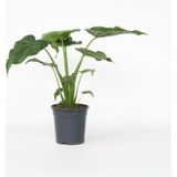 Plant in a Box - Elefantenohr - Alocasia 'Cucullata' - Höhe 70-80 cm - Topf 19cm