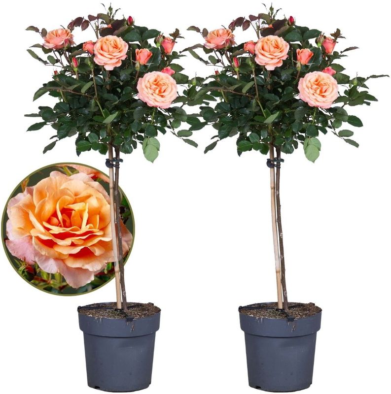 Plant in a Box - Stängelrosen - 2 Stk - Rosa palace 'Catherine' - Höhe 80-100cm - Topf 19cm
