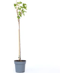 Plant in a Box - Schwarze Johannisbeere - Ribes nigrum 'Titania' - Höhe 90-100cm - Topf 21cm