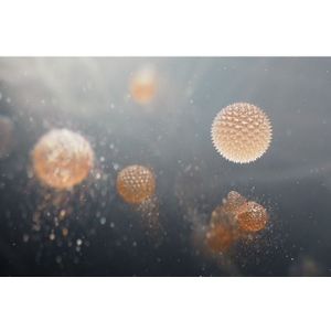 AEG EFFBTH4 Pollen Care Filter 9009238305