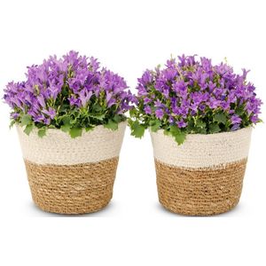 Greetz | Campanula planten | Incl manden | Flowers
