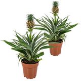 Urban Green | Set van 2 Aasplanten Bromelia lengte 12 cm x breedte 12 cm x hoogte 45 cm groen, geel planten plant woonaccessoires | NADUVI outlet