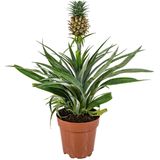 Urban Green | Aasplant Bromelia 45 cm lengte 12 cm x breedte 12 cm x hoogte 45 cm groen, geel planten plant woonaccessoires | NADUVI outlet