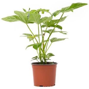 Vingerplant Fatsia Japonica | Olexis Group