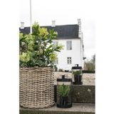Kunst Skimmia japonica Leilaurier | House Nordic