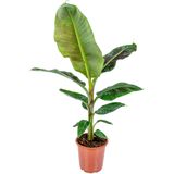 Urban Green | Baenplant Tropicana 90 cm lengte 21 cm x breedte 21 cm x hoogte 90 cm groen planten plant woonaccessoires | NADUVI outlet