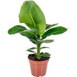 Urban Green | Baenplant Tropicana 40 cm lengte 17 cm x breedte 17 cm x hoogte 40 cm groen planten plant woonaccessoires | NADUVI outlet