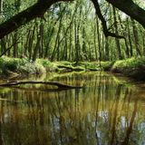 Boottocht Biesbosch