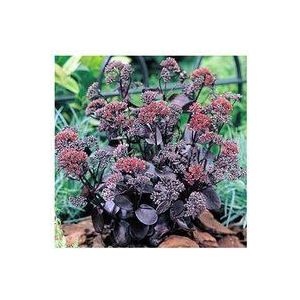 Fetthenne Purple Emporer, hohes Sedum mit rotem Blatt, mehrjährig