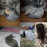 Zachte Flanel huisdier deken stippen afgedrukt ademend bed mat warme huisdier slapen kussen cover voor huisdier hond kat  grootte: L (paars)